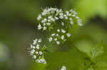 Sweet cicely <BR>Anise-root <BR>longstyle sweetroot